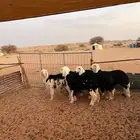 نجد طليان ورخال