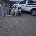 خروفين تربيه