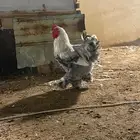 دجاج كلومبي فصيلة مستوردة
