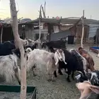 غنم للبيع