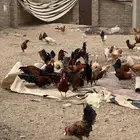 دجاج بلدي