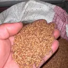 حب الرشاد ثفاء بلدي