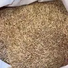 شعير بلدي غريضة