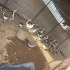وز عراقي للبيع
