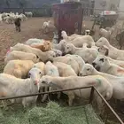 خرفان ذبائح بلدي