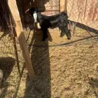 تيس للبيع عمره تقريبا  4 أو 5 شهور