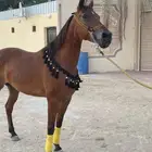 فرس جمال شعبية