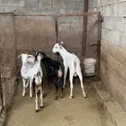 4 تيوس مخاصي جذعان