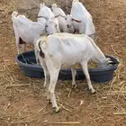 ماعز بيشية و دهم