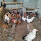 دجاج بلدي