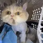 قطة هاف بيكي للبيع