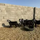 تيوس عوارض
