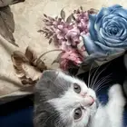 قطط للتبني
