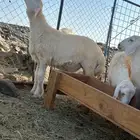 طليان حري