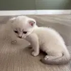 قطط سكوتي