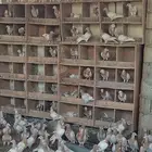 للبيع حمام كريمي