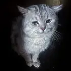 سكوتش والانثى ما اعرف نوعها
