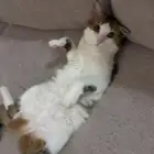 قطه عربيه للتبني
