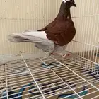 حمام فرش