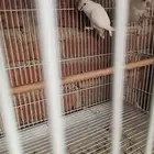 اجواز البينو منتجه