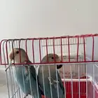 للبيع طيور روز مع الملحقات