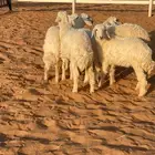رخال حريات