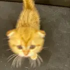 قط سكوتش فولد قولد