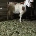 للبيع عنز مشروكه حليب وافر