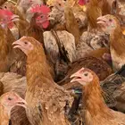 دجاج بشاير على اول تبييض بياض