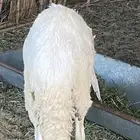 ساكني جذع مغلق