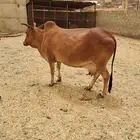 بقره