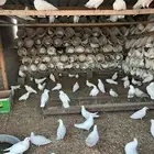 حمام فرنسي اصلي
