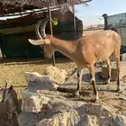 ولد وعل حر