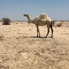 وضحا رمانية كفو ثنيه حايل