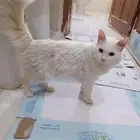 قط ذكر شيرازي أبيض روسي للتبني بدون مقابل