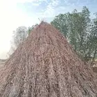 اللي عنده قصب يابس بسعر طيب يجيني خاص
