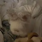 ارنب انقورا امريكي   angora bunny