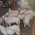 رخال معها طلي العدد 14  1