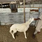 طلي حري للثلاجة ولا مناسبة ب1350 فقط