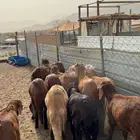 تم البيع سواكن جذعان تربية البيع جملة وتفريد