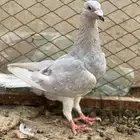 حمام شامي