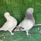ثلاث اجواز لونق