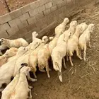 كباشة بلدي