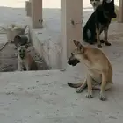 كلاب هسكي وبوليسي للبيع بدون مقابل