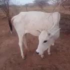 خبشه شحم للبيع