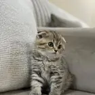قطه سكوتش فولد تايقر للبيع