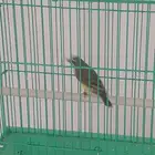 ذكر ياسمين أفريقي تغريد