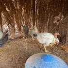 دجاج فرنسي