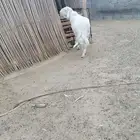 فحل احرش مشروط