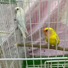اجوز روز منتجين